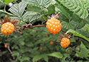 Rubus spectabilis